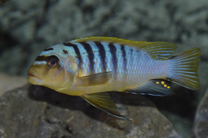 Maylandia sp. 'hajomaylandi pombo' Pombo Rocks